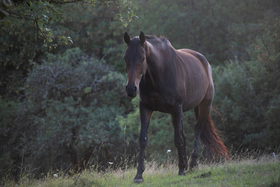 Pferdepension im Herdenverbund